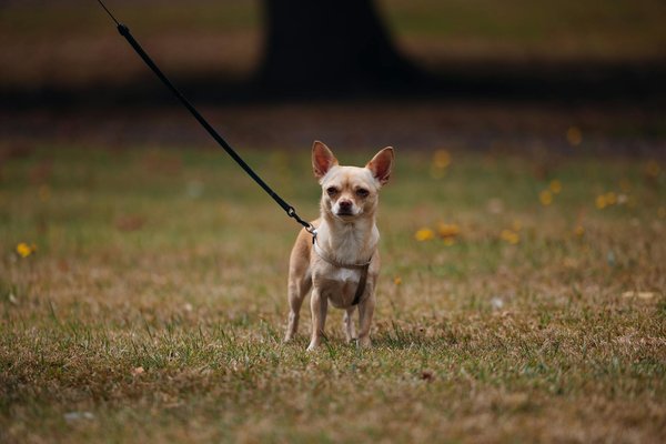 Los mejores productos para mascotas que necesitas saber